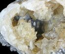 Calcite Crystal Filled Fossil Clam - Rucks Pit, FL #48310-2